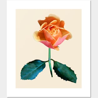 Orange and Pink Rose Posters and Art